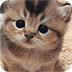 小萌猫拼一拼