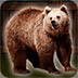 拯救灰熊
