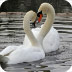 优雅的天鹅拼图