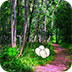 绿色森林大逃脱
