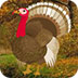 寻找迷失的火鸡