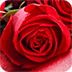 红玫瑰拼图