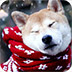冬季萌犬拼图