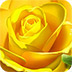 黄玫瑰拼图