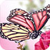 美丽蝴蝶拼图