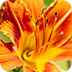 橙色百合拼图