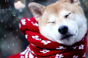 按此进入游戏冬季萌犬拼图